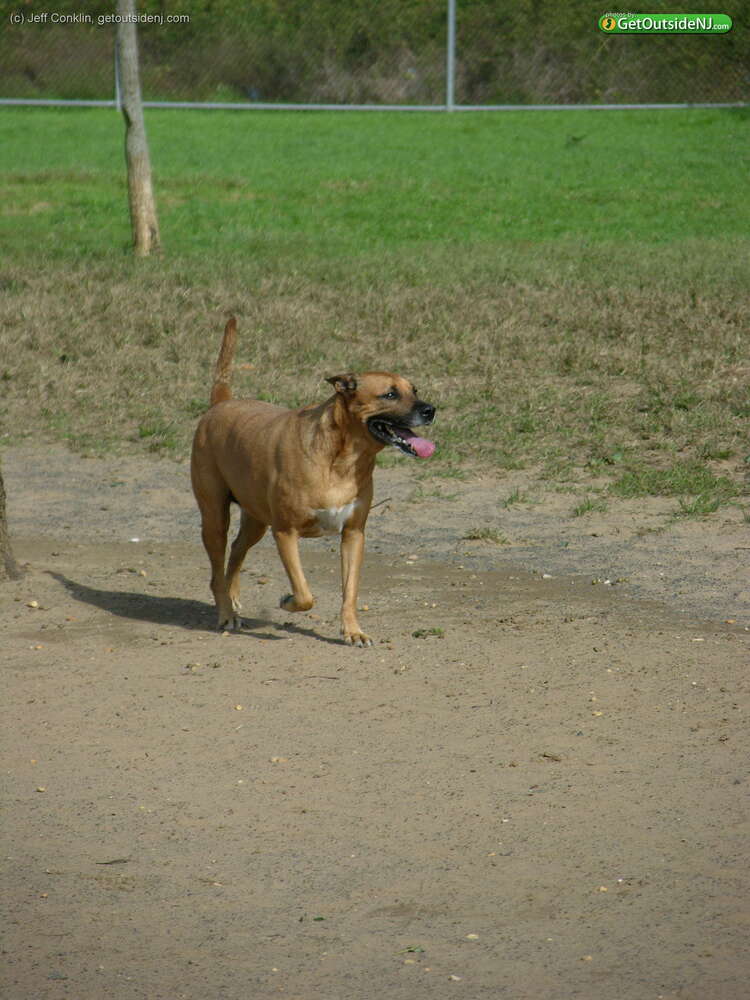 NJ Dog Park Map NJ Dog Park Map